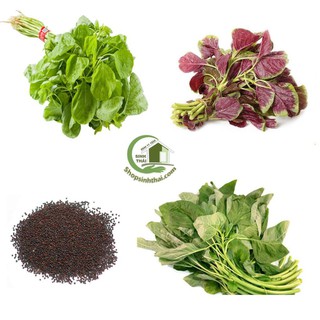Hạt Giống Rau Dền