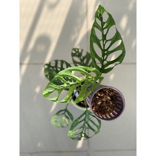TRẦU BÀ LỖ ADANSONII VAR ADANSONII