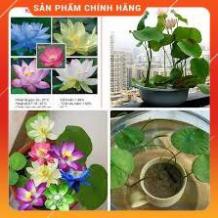 HẠT GIỐNG SEN NHẬT MINI GÓI 5 HẠT