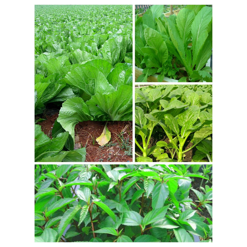 Combo 10 gói rau ăn lá tự chọn giá rẻ dễ trồng