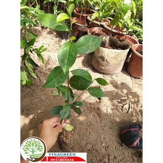 cây giống trà xanh