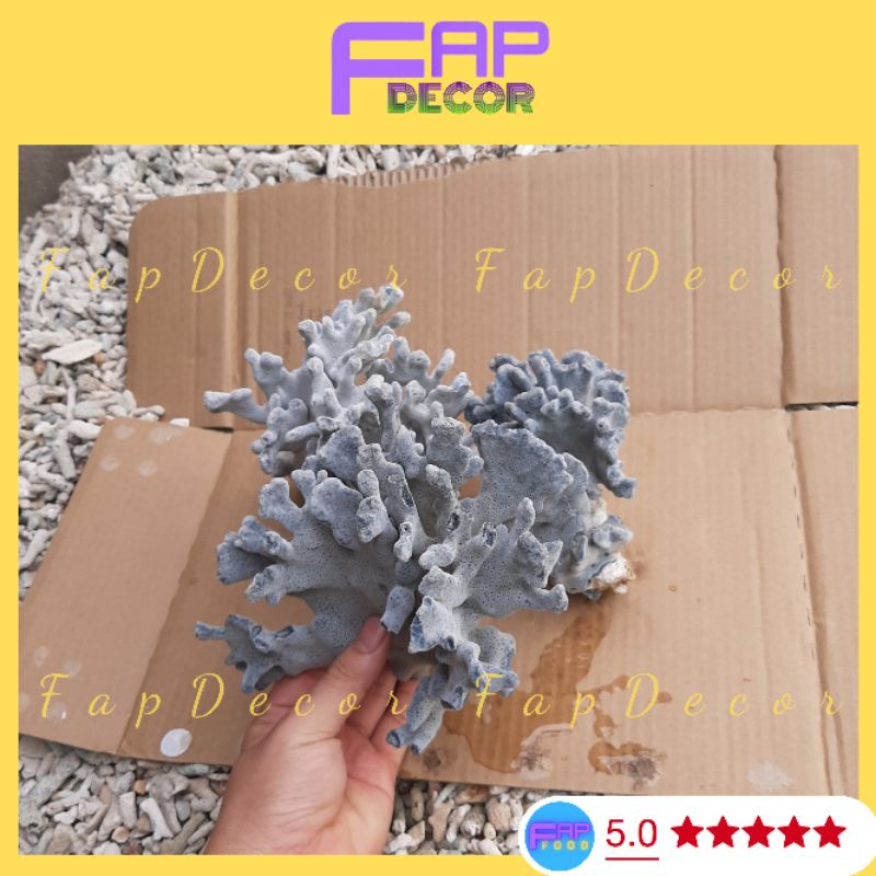 Bông Rạn Xanh Cao Cấp Hàng Hiếm Nhúng Nước Sẽ Lên Màu Siêu Đẹp Trang Trí Bể Cá, Thủy Sinh - FapFood