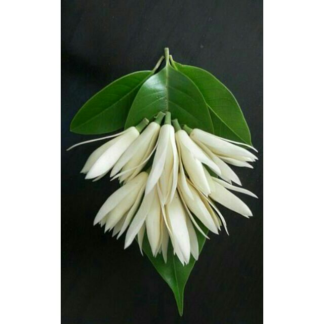 Cây giống hoa ngọc lan