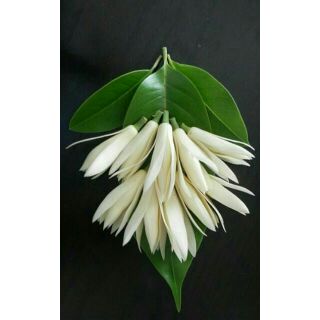 Cây giống hoa ngọc lan