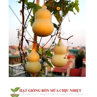 Hạt Giống Bầu Hồ Lô - Mini Siêu Kute 5 HẠT - HÀNG CÔNG TY