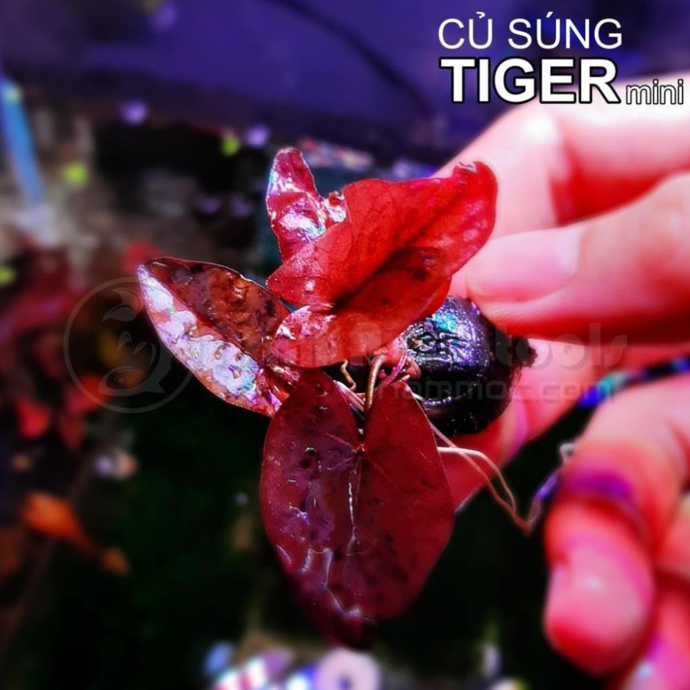 SÚNG TIGER MINI, CÂY THỦY SINH CHO BỂ CÁ CẢNH, BỂ THỦY SINH, CÂY KHỎE, LOẠI ĐẸP.