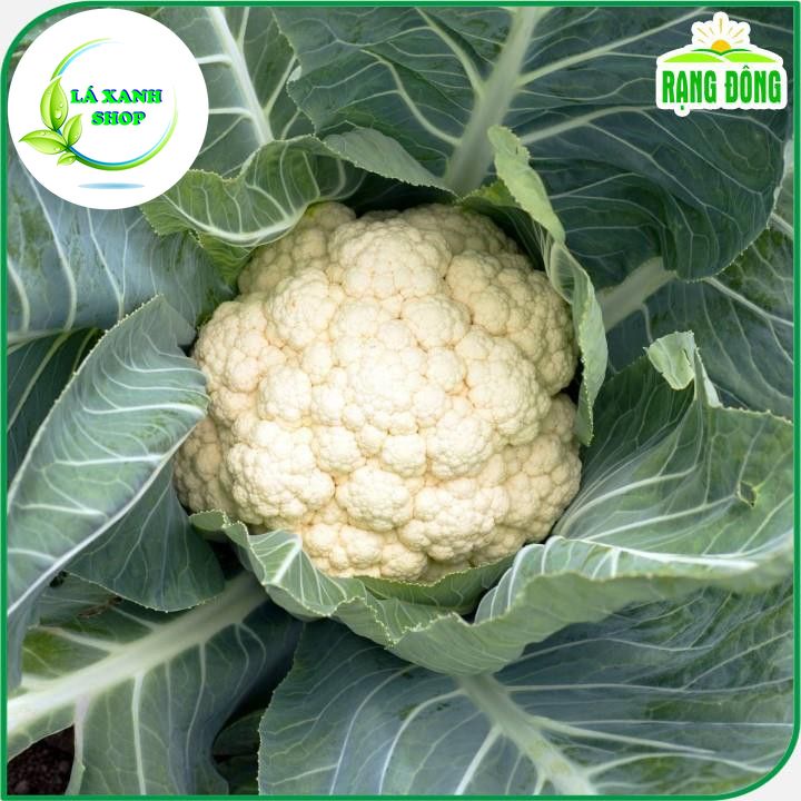 Hạt giống Bông Cải Trắng Lai F1 (Súp lơ trắng) (gói 0,5 gram)- Hạt giống Rạng Đông