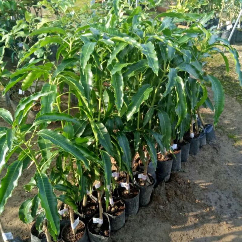 CÂY GIỐNG XOÀI TỨ QUÝ CHO QUẢ QUANH NĂM