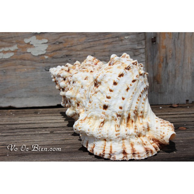 VỎ ỐC TÙ VÀ GAI "BURSA BOBO SEASHELL"