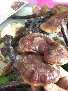 Nấm Lim Xanh Điện Biên