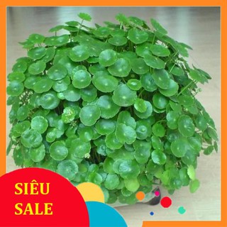 Hạt giống cỏ kim tiền 40 hạt  TẾT KHUYẾN MẠI
