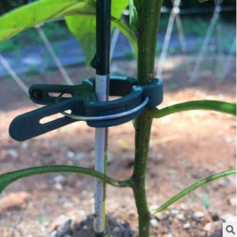 Kẹp Giữ Thân Cà Chua, Dưa Leo, Bầu, Bí, Mướp, Hoa Hồng Size Lớn