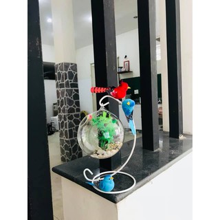 Bể Cá Mini Để Bàn trang trí  C33 12 Cỡ To ( Tặng kèm combo phụ kiện trang trí )