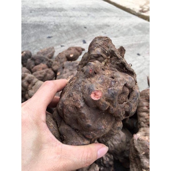 Viên hà thủ ô đỏ mật ong rừng đã bán hơn 1000sp