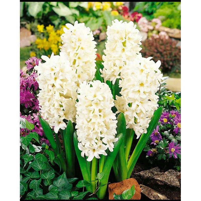 🍀HÀNG ĐẸP🍀Củ hoa tiên ông giá sỉ hoa tết