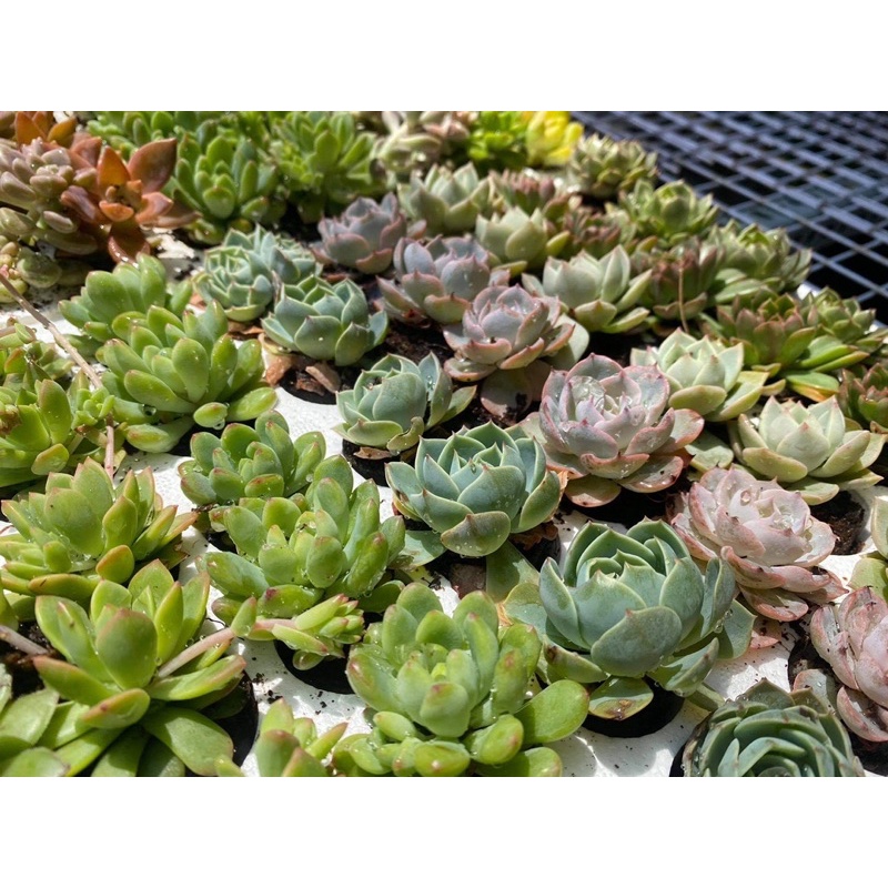 COMBO 10 SEN VỈ SIÊU ĐẸP