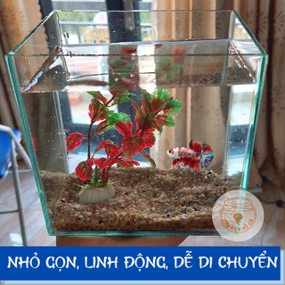 Bể cá mini BETTA nhỏ xinh kèm phụ kiện