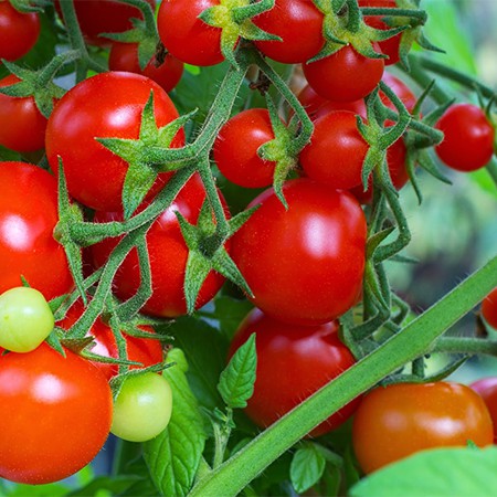 HẠT GIỐNG CÀ CHUA THÂN GỖ - siêu trái