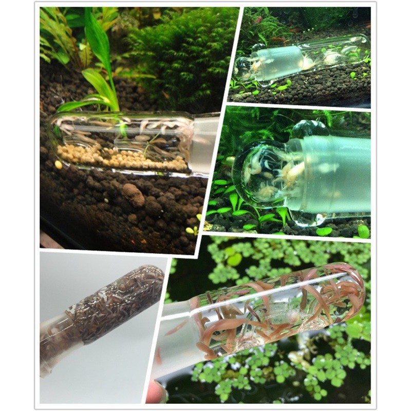 Bẫy sán thuỷ tinh cho bể thuỷ sinh - bẫy giun sán