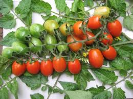 Hạt Giống Cà Chua Bi F1 Cherry Đỏ Lai