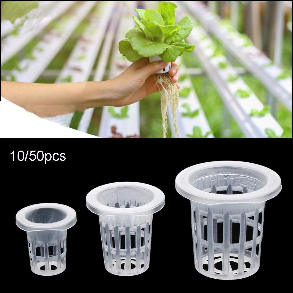 Set 10 / 50 Chậu Cây Thủy Canh Không Cát
