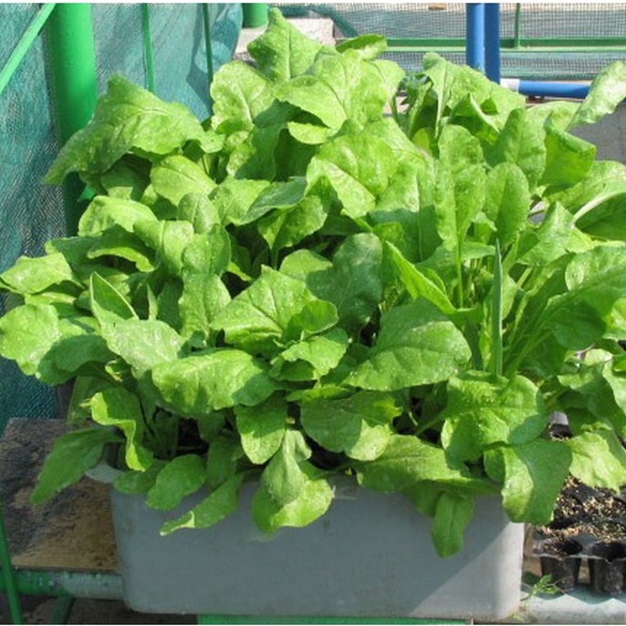 Hạt Giống Rau Cải Bó Xôi Chịu Lạnh F1 LUCKY SEEDS