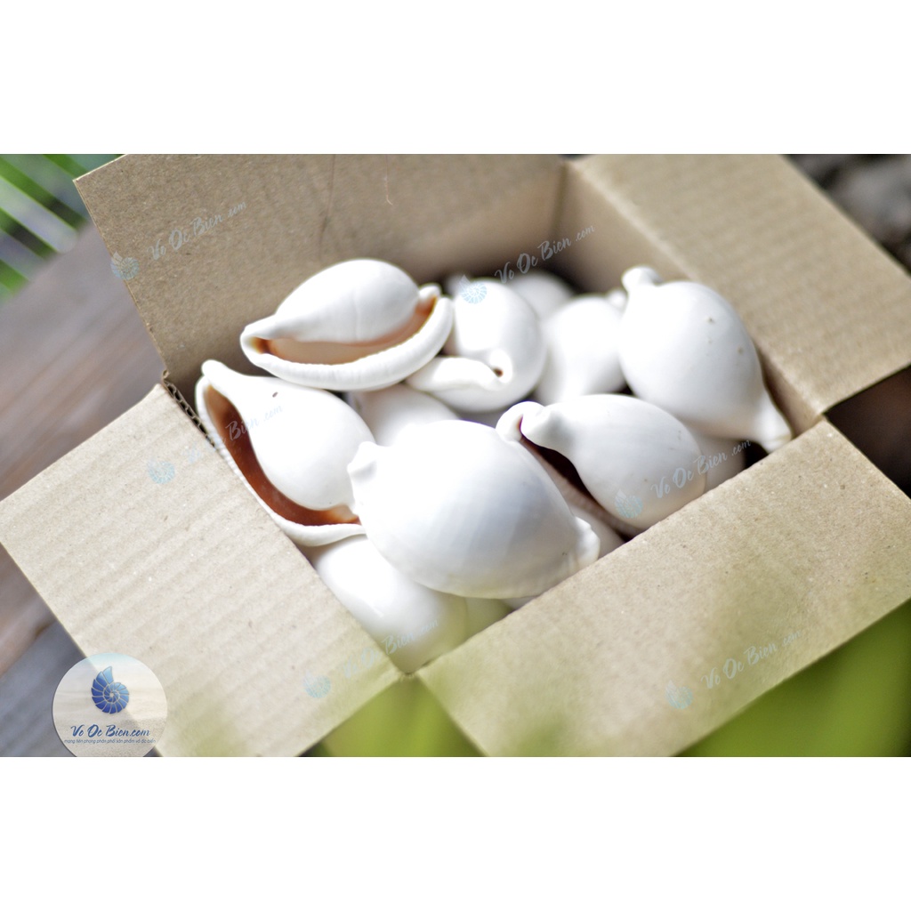 Vỏ Ốc Biển Sứ Trắng - Trứng Gà