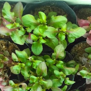 Rau dền Nhật - cải xoong Nhật
