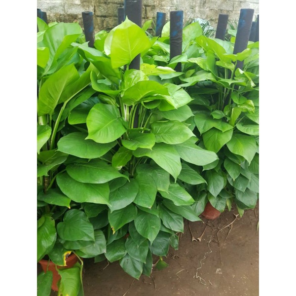 Trầu bà cột chọn đẹp hàng cao LAM KINH GARDEN