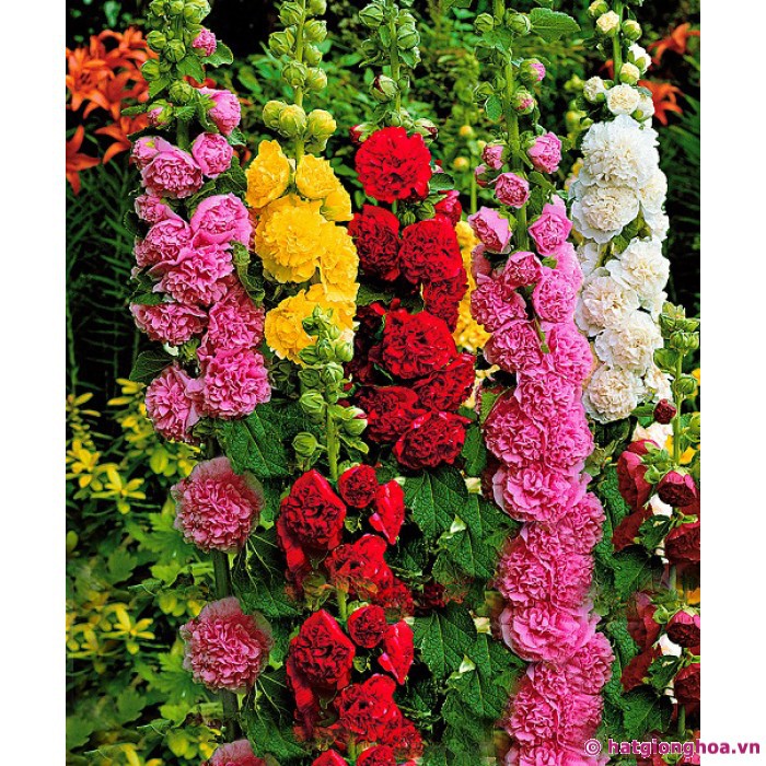 Hạt giống hoa Mãn Đỉnh Hồng Kép Mix F1