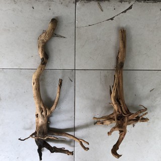 Lũa thủy sinh size vừa (loại tốt)