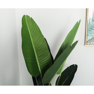 Cây chuối cảnh giả 1m6