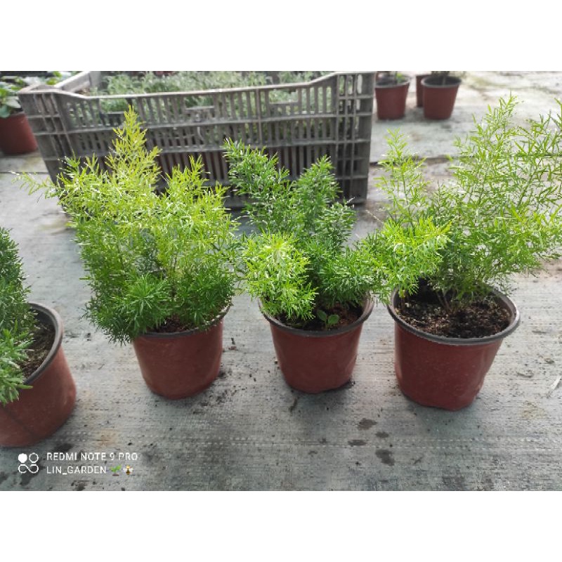 Tùng đuôi chồn - để bàn, trang trí rất xinh