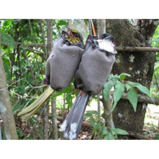 Combo 10 túi đựng chim cảnh, túi bổi chào mào- phạm phương