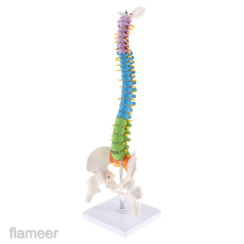 Mô Hình Giải Phẫu Cột Sống Và Xương Chậu Của Con Người Tỉ Lệ 1:1 Dùng Trong Giảng Dạy