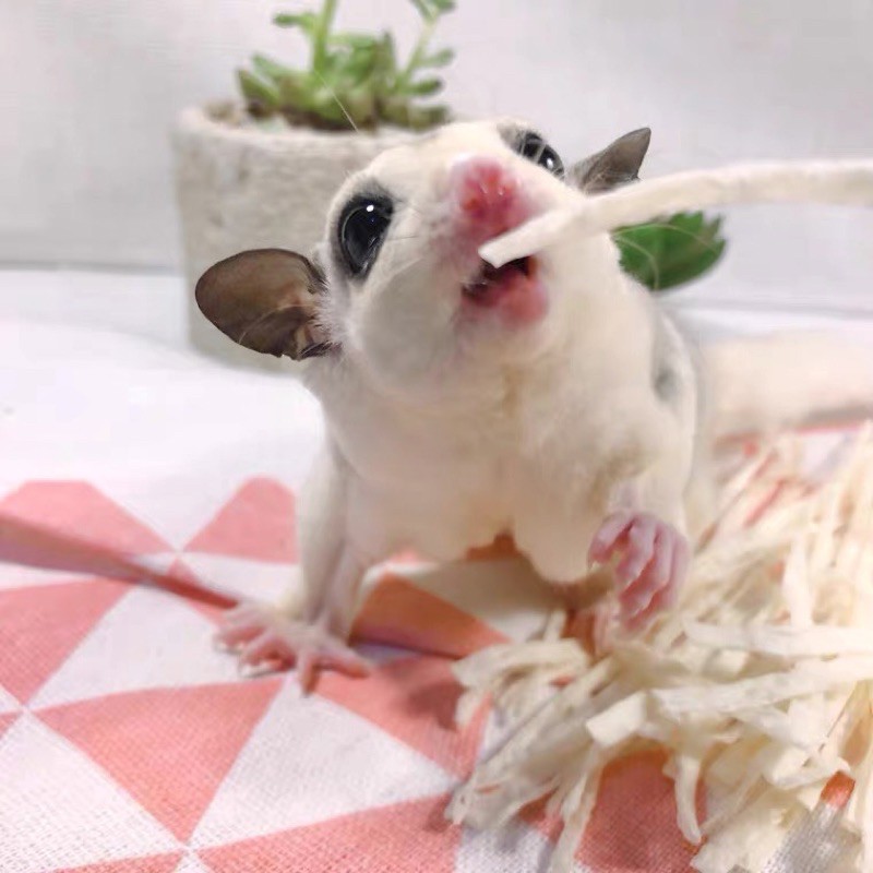 Cá sợi cho Hamster/ Sóc bay