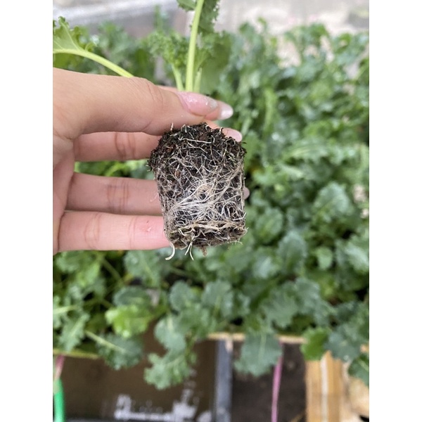 Kale xoăn xanh con giống