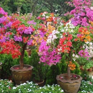 Hoa Giấy Mix Màu