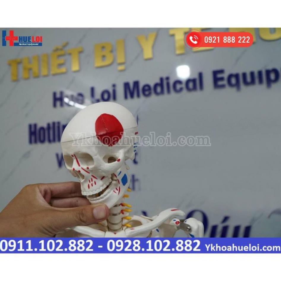MÔ HÌNH GIẢI PHẪU TOÀN BỘ HỆ XƯƠNG NGƯỜI 85CM
