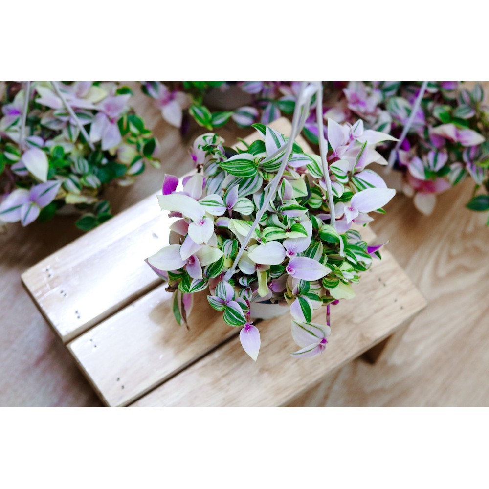 Cây Tradescantia fluminensis quadricolor (Thài Lài Hồng, Thài Lài Fluminensis 4 màu, Thài Lài 4 màu) chậu treo