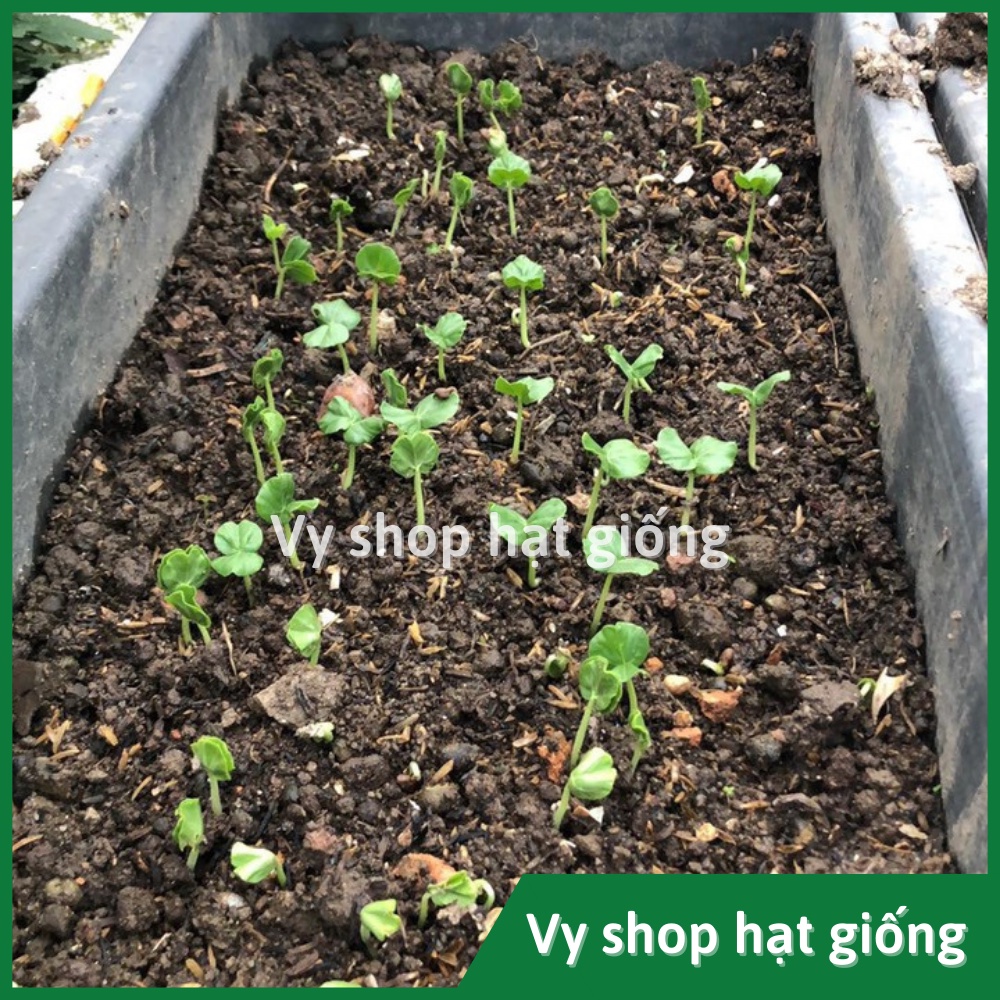 Hạt giống bụp giấm - Atiso đỏ  nhập Thái Lan nguyên gói 120 hạt