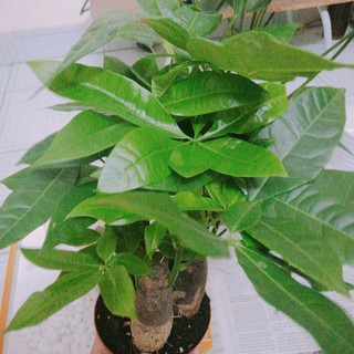 Cây Kim ngân chậu nhựa