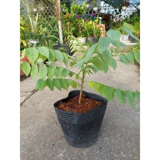 Cây giống chùm ruột chua (cho trái siêu sớm)