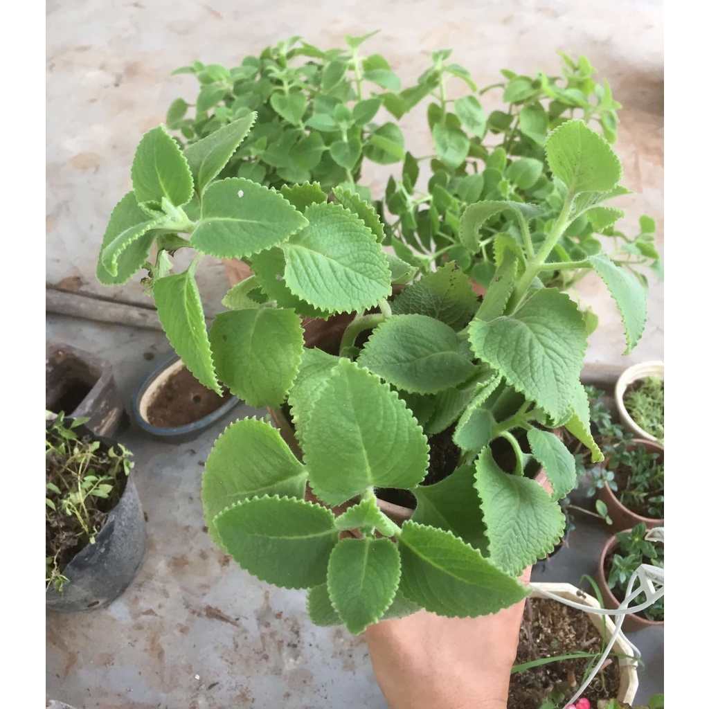 Húng chanh trồng chậu dễ trồng dễ chăm sóc, cây như hình