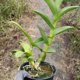 Denro nắng bò vàng, bò tím