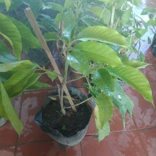 Ngọc lan hoa trắng