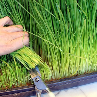 HẠT GIỐNG CỎ LÚA MÌ (MẦM LÚA MẠCH)