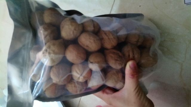 1,5kg óc chó rừng sapa