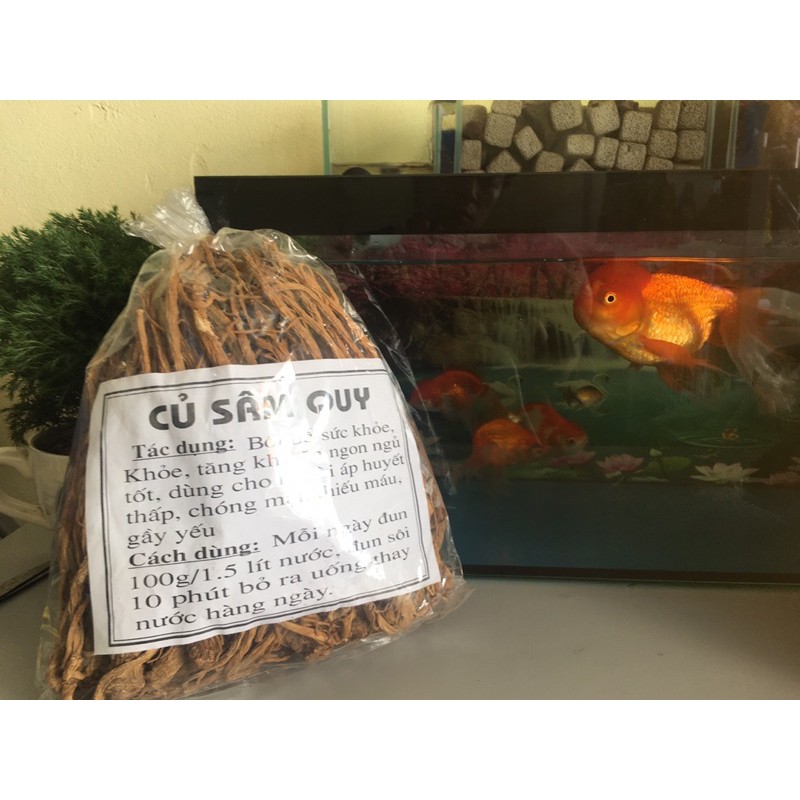 sâm Đương quy Việt nam đẳng cấp