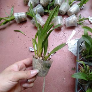 Hoa phong lan vũ nữ bút chì